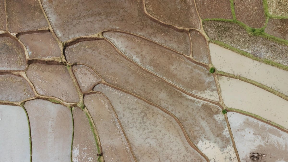 aerial view of wheat fields