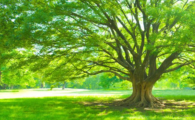 large tree with lots of branches